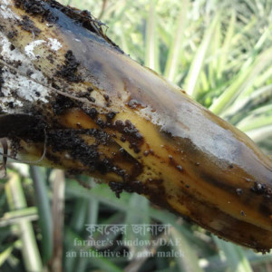 আনারসের হার্ট রট রোগ